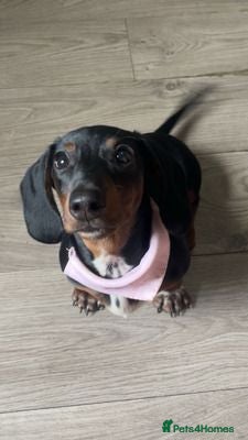 Miniature Dachshund dogs A very beautiful Miniature dachshund girl - Advert 1