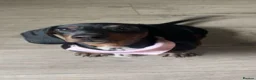 Miniature Dachshund dogs for sale: A very beautiful Miniature dachshund girl in Ilford - Advert 1