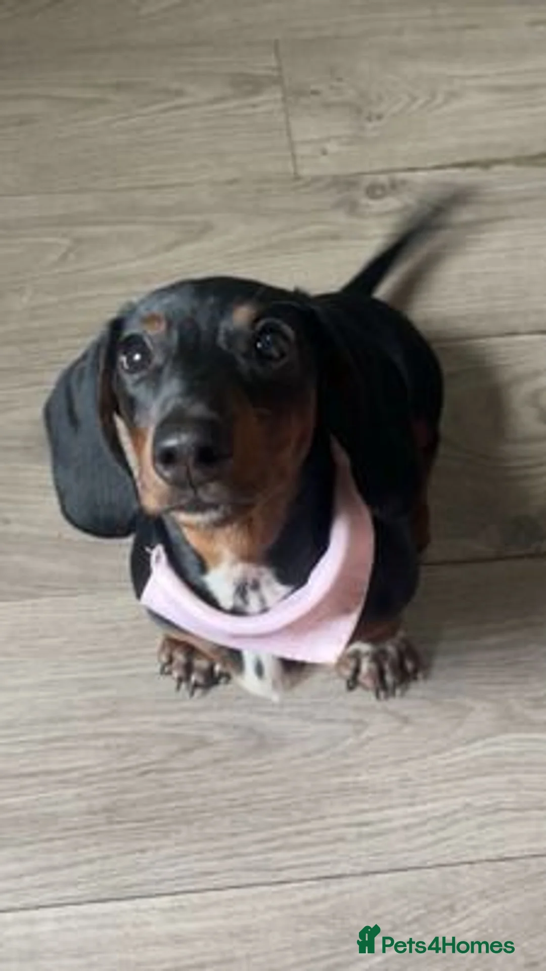 Miniature Dachshund dogs for sale: A very beautiful Miniature dachshund girl in Ilford - Advert 1