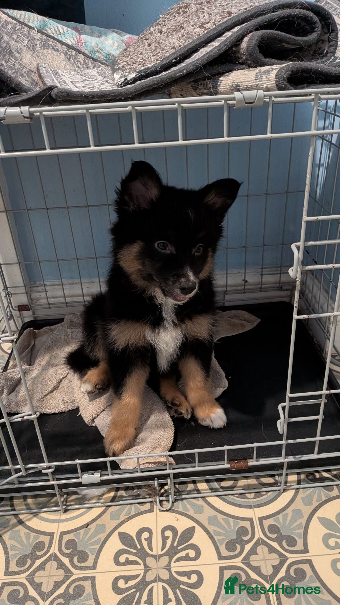 Mixed Breed dogs Pollies  - Advert 2