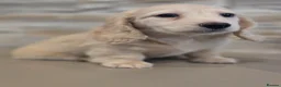 Miniature Dachshund dogs for sale: Cream long haired miniature dachshunds  - Advert 1