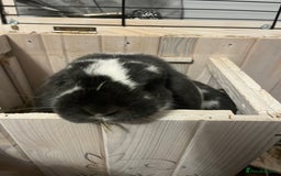 French Lop rabbits for sale: 3 year old vinnie  - Image 2