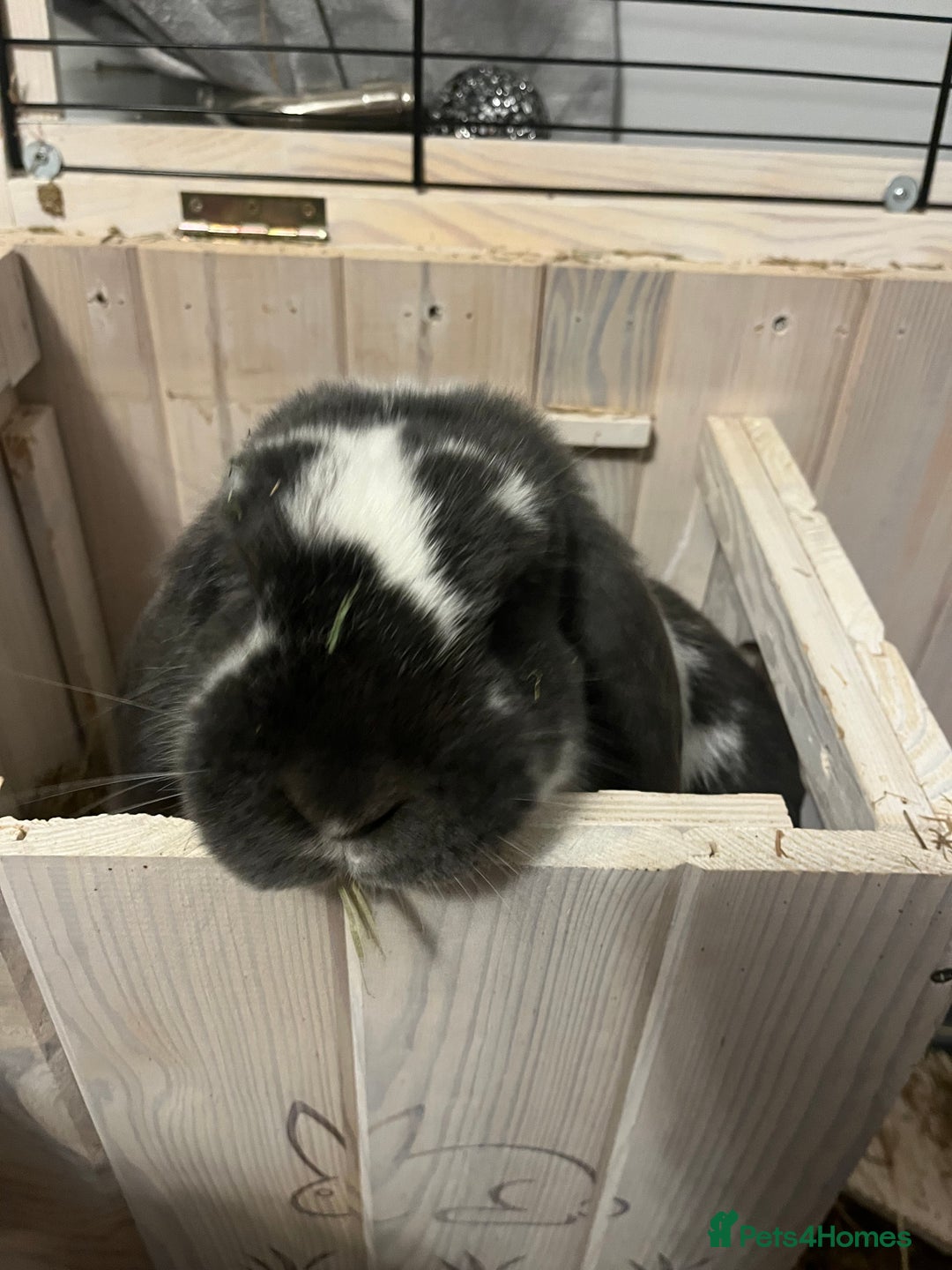 French Lop rabbits for sale: 3 year old vinnie  - Image 2