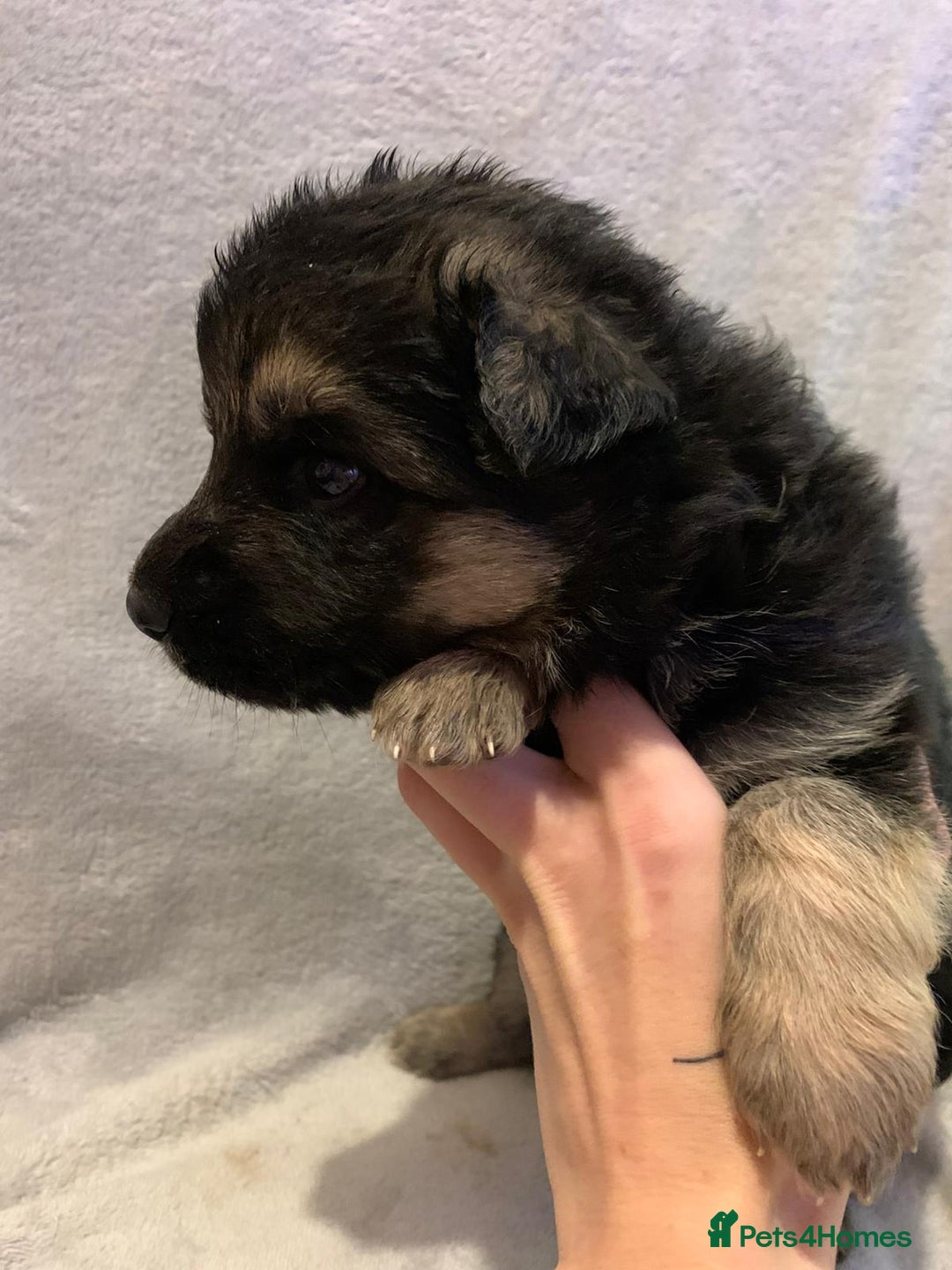 German Shepherd dogs for sale: German Shepherd puppies - Advert 11