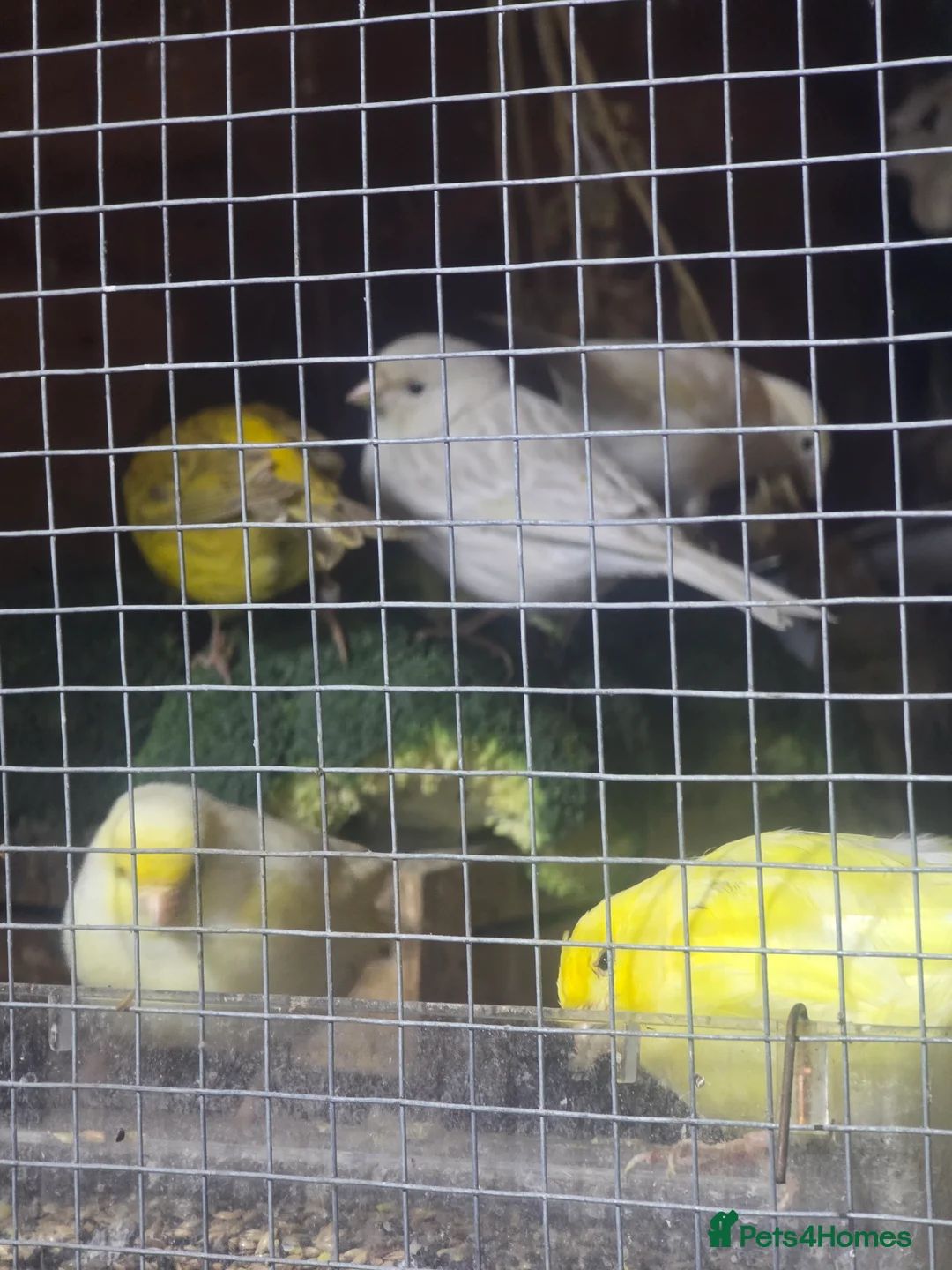 Budgerigars birds for sale: Proven Pair of lutino budgies (yellow) + canaries - Advert 9