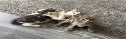 Mixed Breed cats for sale: 3 cute, cuddly kittens for sale - Advert 1