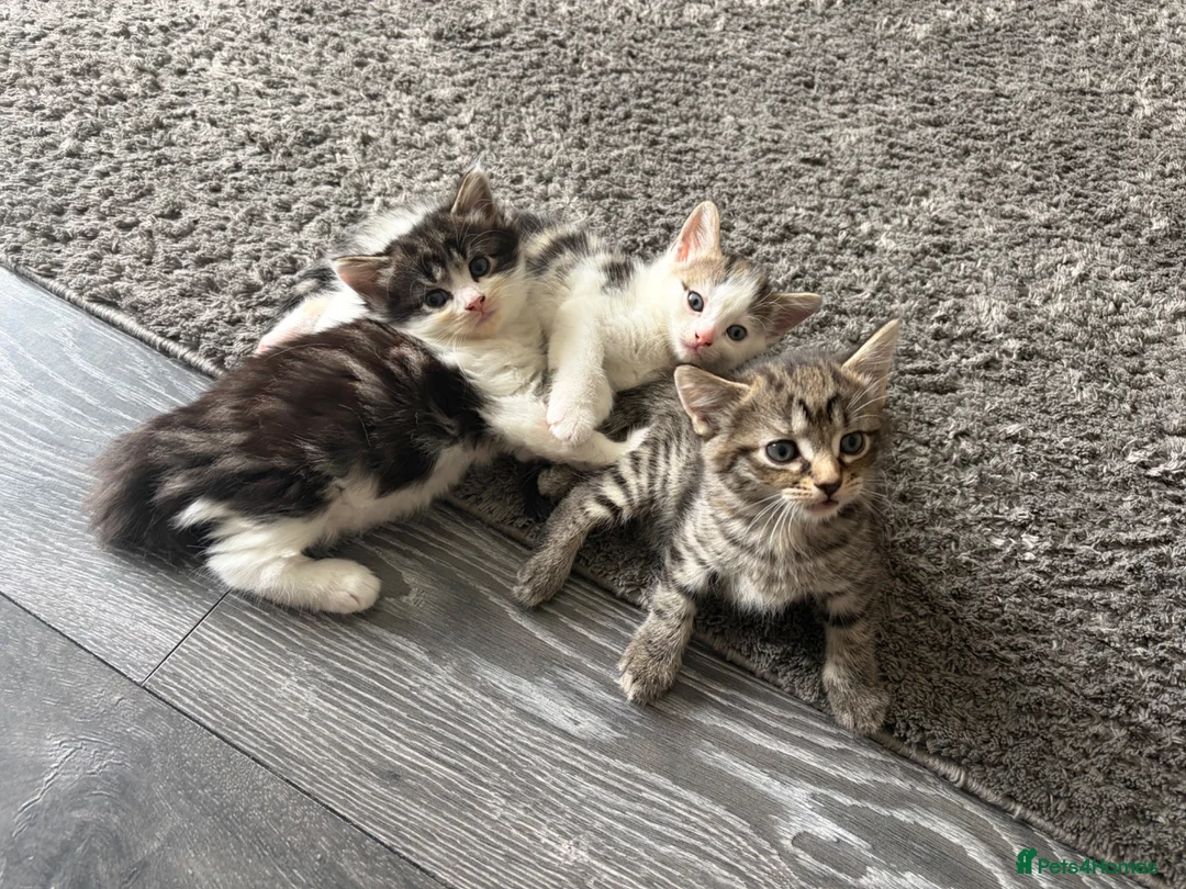 Mixed Breed cats for sale: 3 cute, cuddly kittens for sale - Advert 1