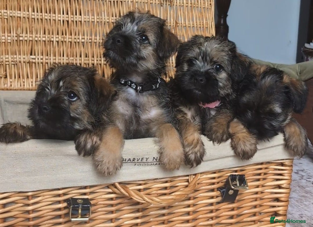 Border Terrier dogs for sale: HOME BRED GRIZZLY BORDER BOYS - Image 3