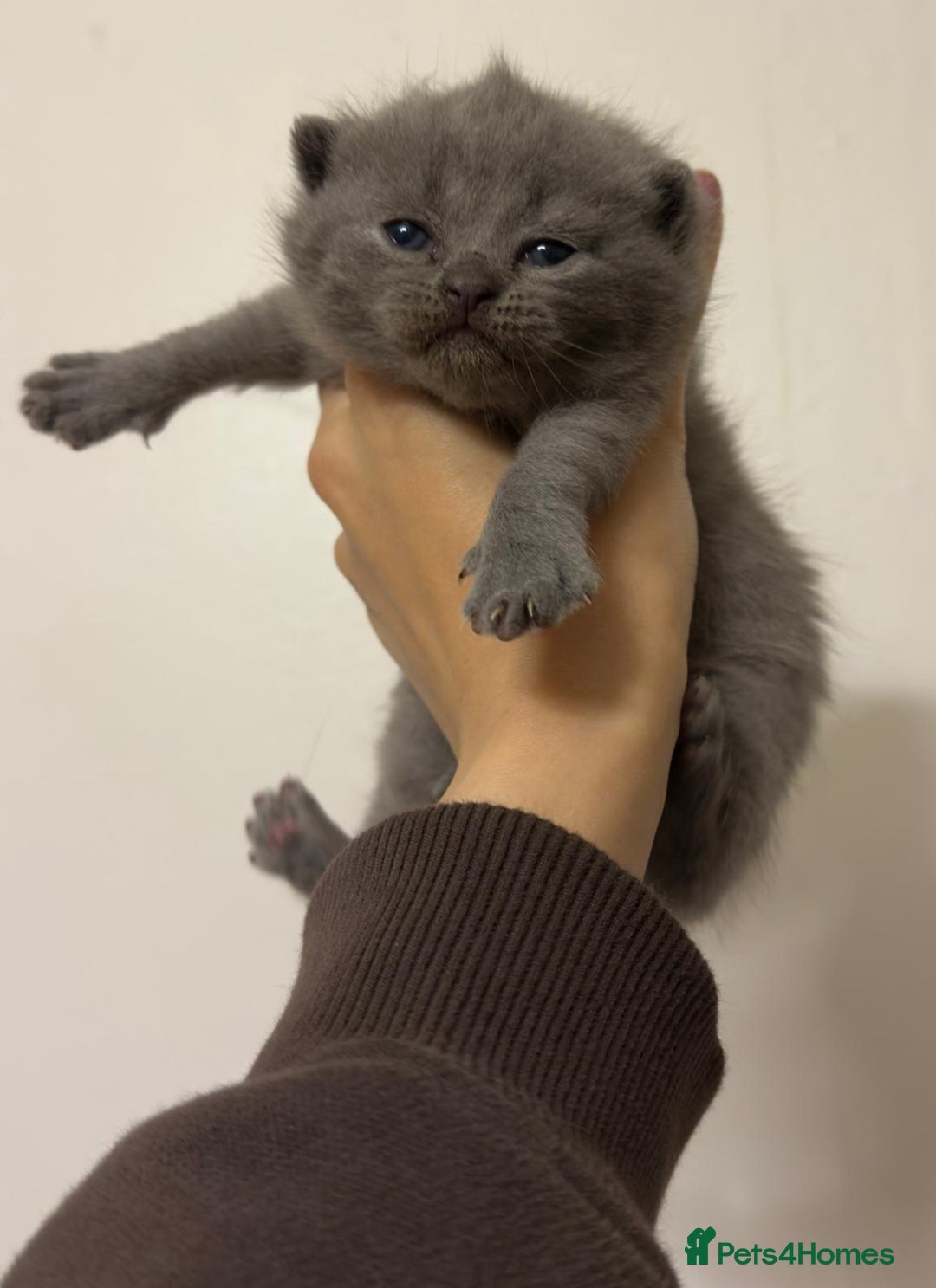 British Shorthair cats for sale: Show quality British Short Hair kittens - Advert 2