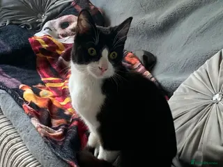 Domestic Shorthair cats Very affectionate boy cat - Advert 9