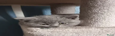 British Shorthair Kitten 1