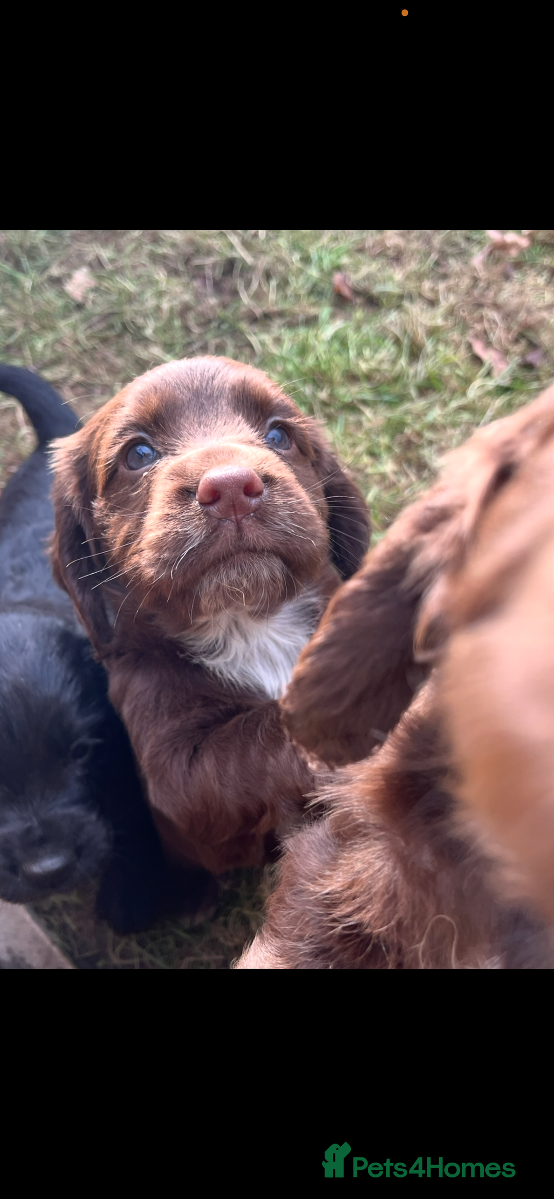 Cocker Spaniel dogs for sale: Beautiful Cockerspaniel Puppies for sale🐶 - Advert 16