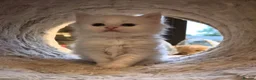 Maine Coon cats for sale: Beautiful main coon kittens for sale in Runcorn - Advert 7