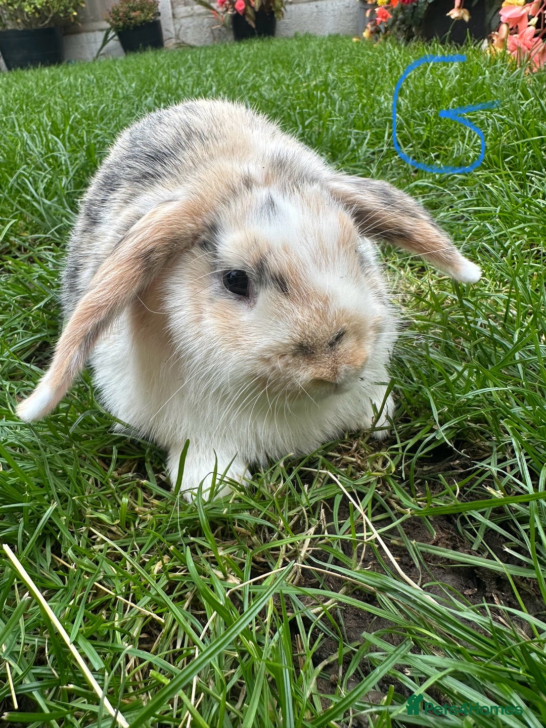 Mini Lop rabbits for sale: Mini Lop Rabbits For Sale  - Image 14