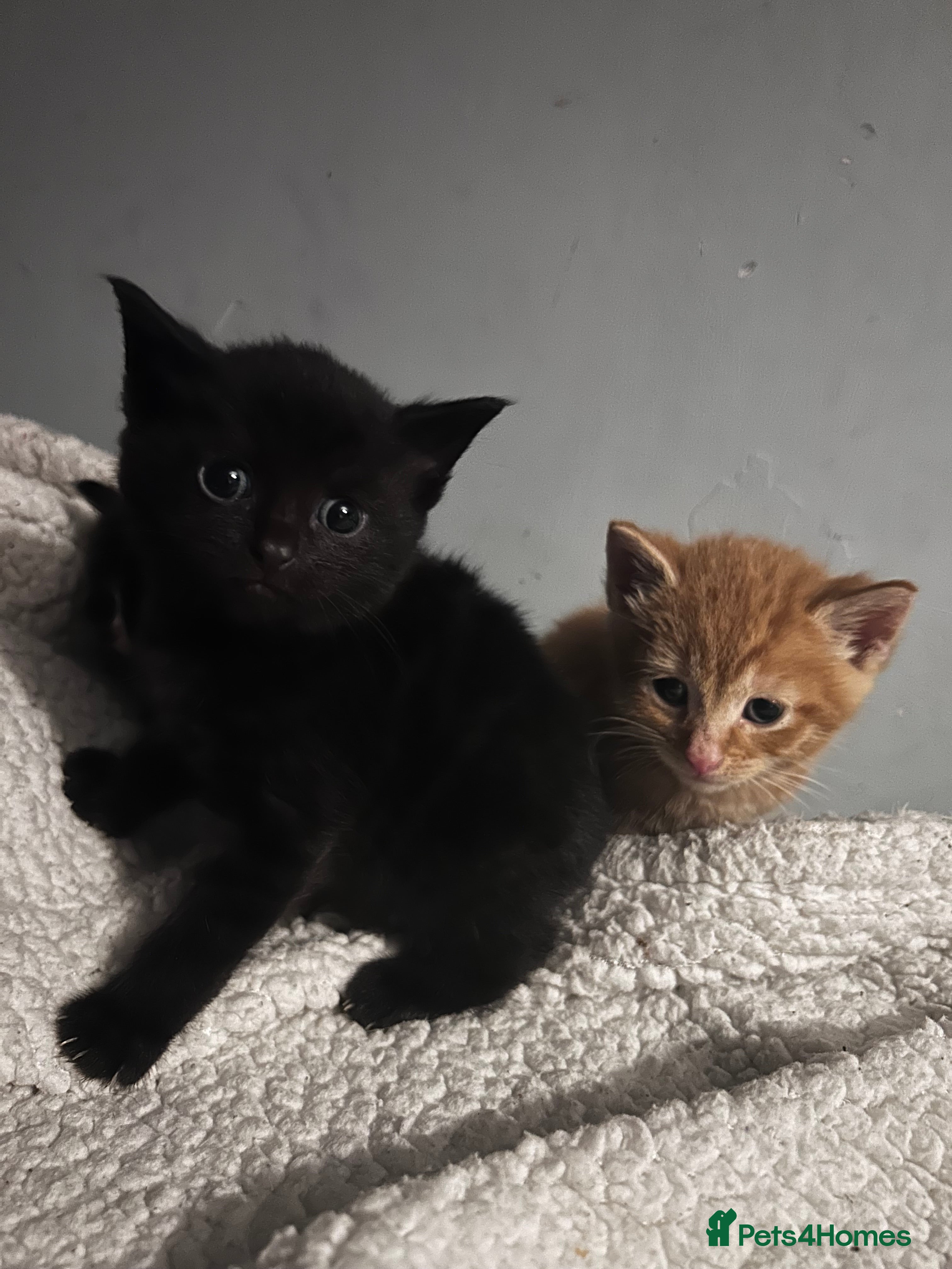 Mixed Breed cats Kittens - Advert 18