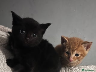 Mixed Breed cats Kittens - Advert 1
