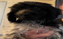 Cockapoo dogs for sale: F1b beautiful girl  - Image 9