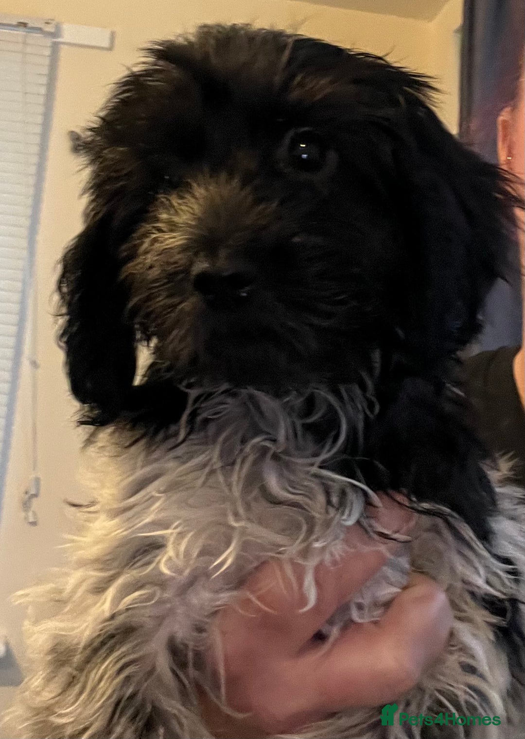 Cockapoo dogs for sale: F1b beautiful girl  - Image 9