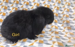 Mini Lop rabbits for sale: Beautiful mini lops  - Image 2