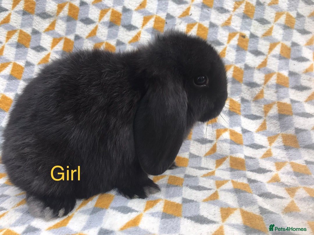 Mini Lop rabbits for sale: Beautiful mini lops  - Image 2