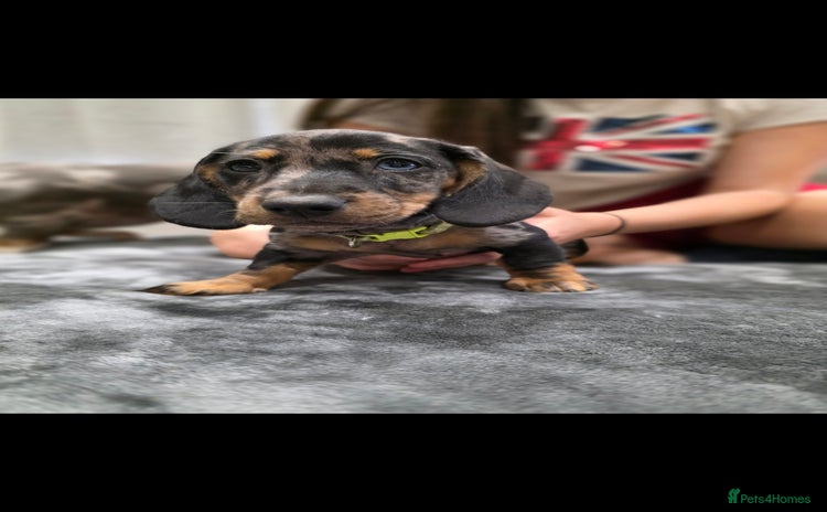 Dachshund dogs - Advert 1