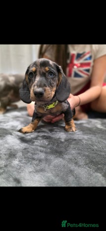 Dachshund dogs - Advert 1