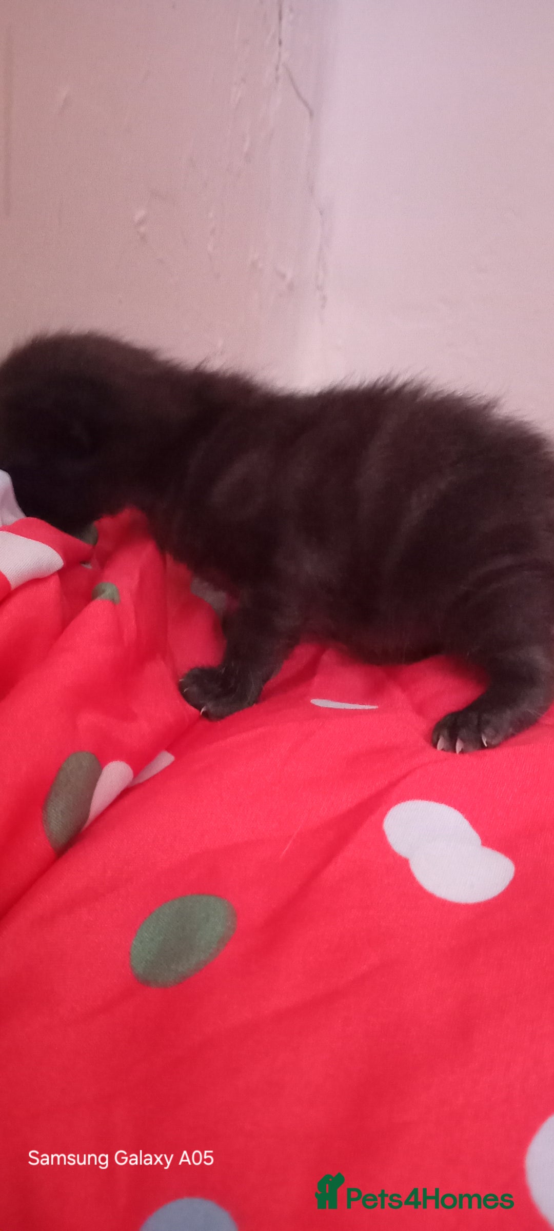 British Shorthair cats for sale: Cute boys - Image 9