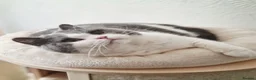 British Shorthair cats for sale: Two Beautiful British Shorthair Females  - Advert 18