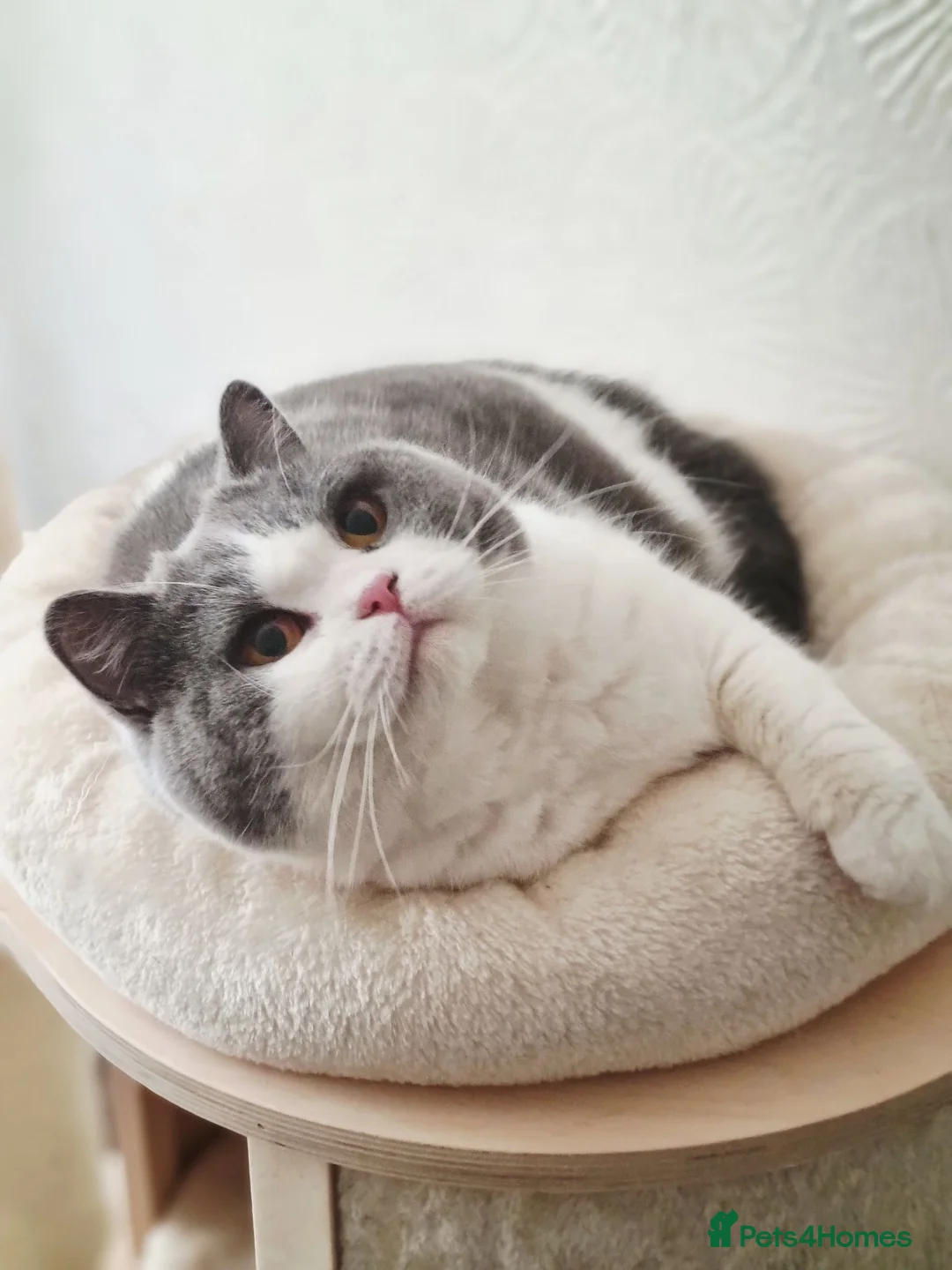 British Shorthair cats for sale: Beautiful British Shorthair Female Rehome - Advert 17