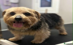 Norfolk Terrier dogs for sale: KC Norfolk Terrier  - Advert 4