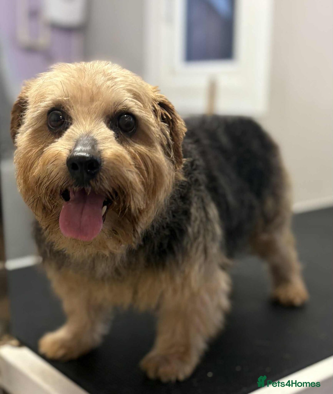 Norfolk Terrier dogs for sale: KC Norfolk Terrier  - Advert 4