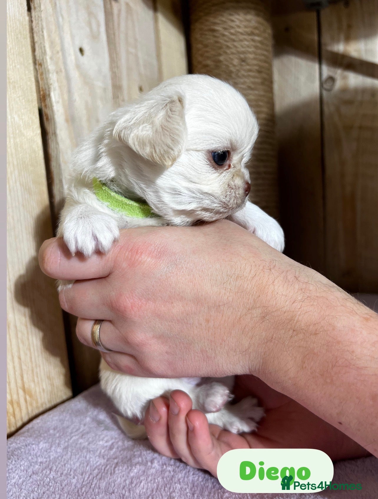 Chihuahua dogs  Long Coat Chihuahua 2 boys left Puppies - Advert 3