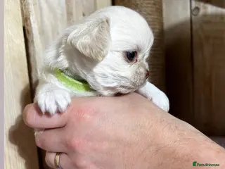 Chihuahua dogs Long Coat Chihuahua 2 boys left Puppies - Advert 3