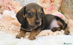 Miniature Dachshund dogs for sale: KC Registered Miniature Dachshund Puppies - Image 21