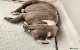 Staffordshire Bull Terrier dogs for sale: RARE CLASSIC MARKINGS - Image 17