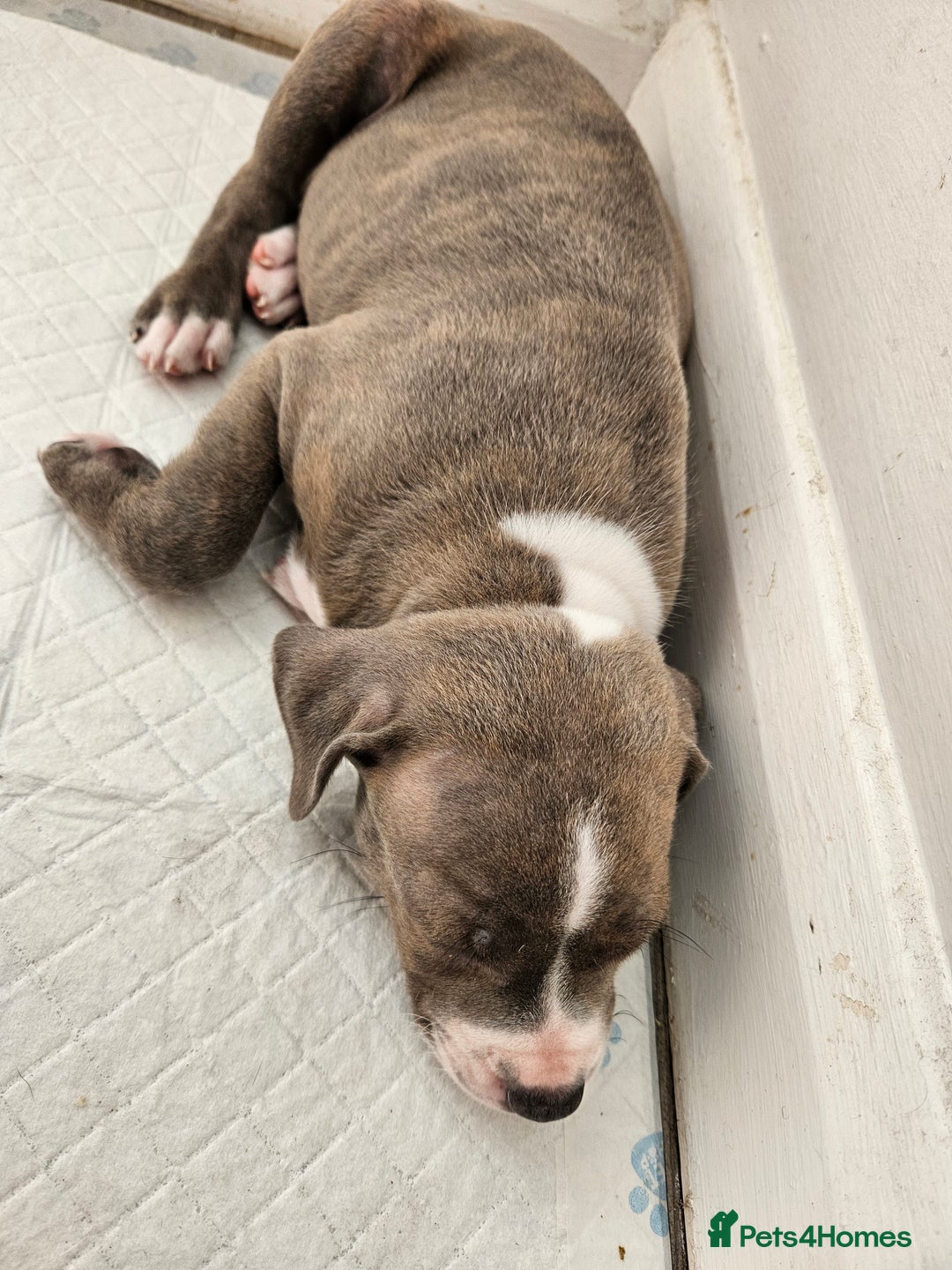 Staffordshire Bull Terrier dogs for sale: RARE CLASSIC MARKINGS - Image 17
