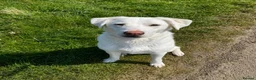 Mixed Breed dogs for adoption: LOYAL DOUGIE - YOUR REWARDING BEST FRIEND - Advert 1