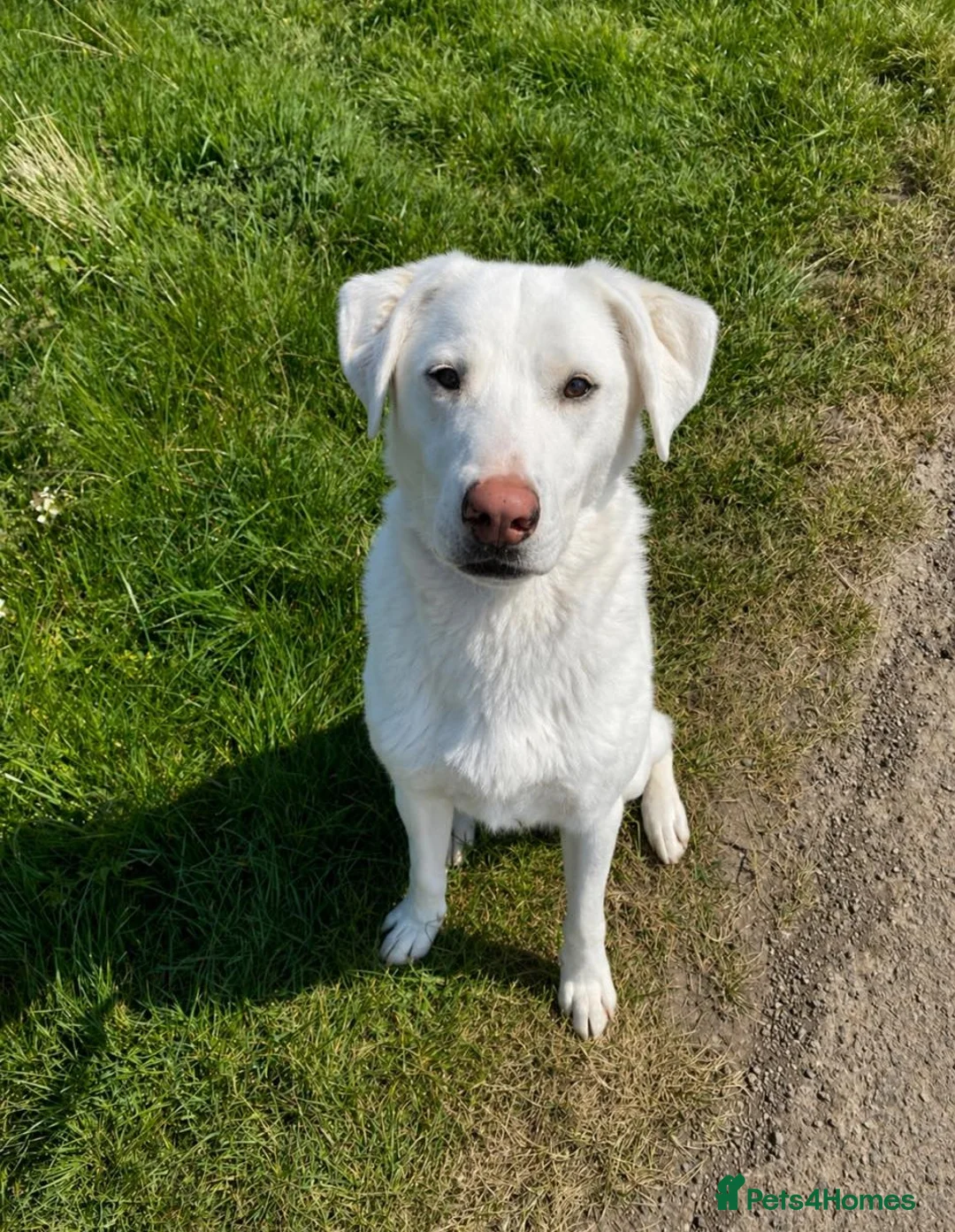 Mixed Breed dogs for adoption: LOYAL DOUGIE - YOUR REWARDING BEST FRIEND - Advert 1