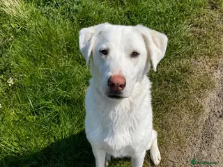 Mixed Breed dogs LOYAL DOUGIE - YOUR REWARDING BEST FRIEND - Advert 9