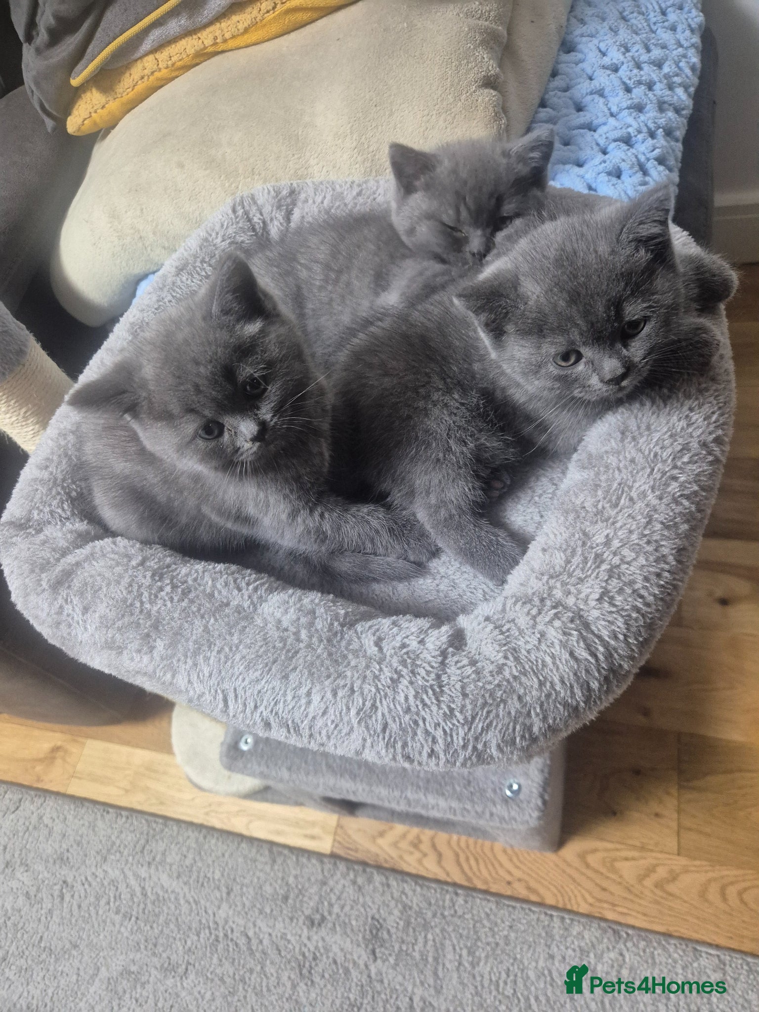 British Shorthair cats for sale: 2 male kittens - Advert 3
