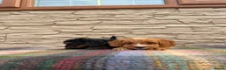 Cockapoo dogs for sale: F1 Cockapoos (council licensed)  in Stourport-on-Severn - Advert 16