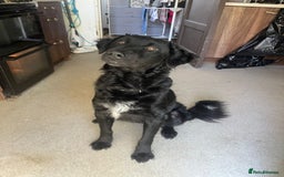 Mixed Breed dogs for sale: Elegant Espresso ☕ - Image 1