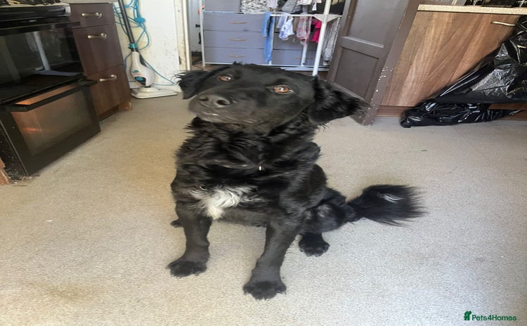 Mixed Breed dogs - Advert 2