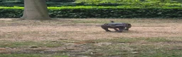 Staffordshire Bull Terrier dogs for sale: Staffordshire Bull Terrier Pupps-2 Boys Available  - Advert 11