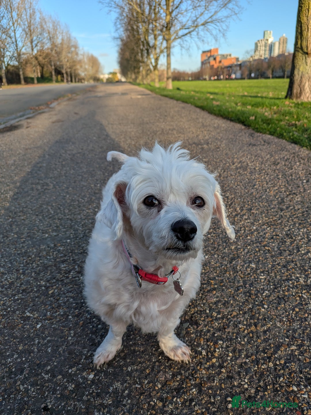 Mixed Breed dogs for sale: Gorgeous Maltichon Girl (4yrs) – Fully Trained - Advert 3