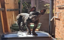 French Bulldog dogs for sale: Loving home needed - Image 3