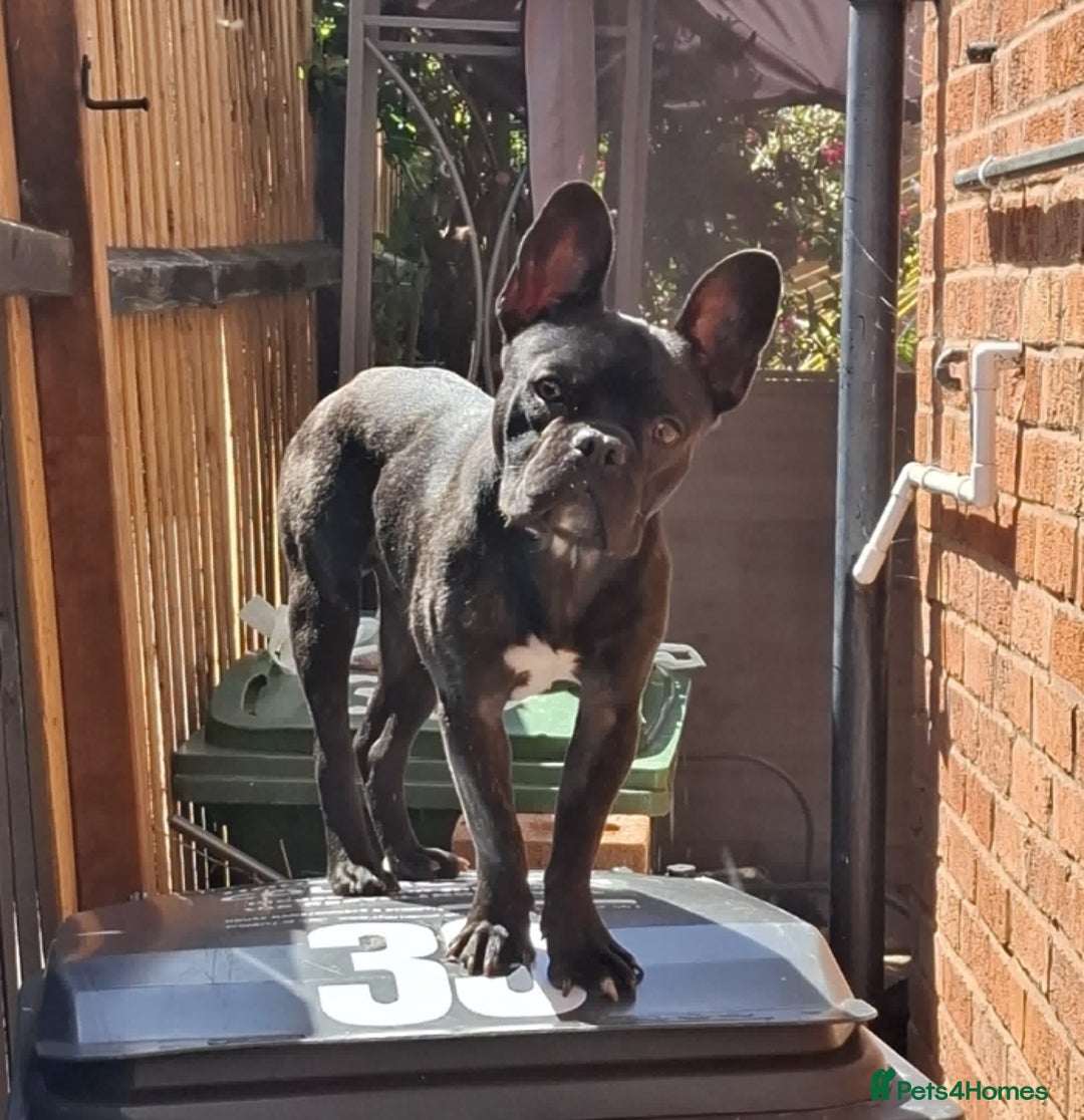 French Bulldog dogs for sale: Loving home needed - Image 3