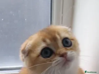 Scottish Fold cats Cute 🥰 Scottish fold TICA register - Advert 5