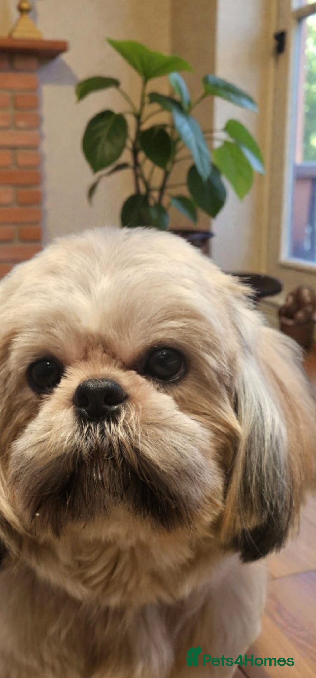 Shih Tzu dogs for sale: 💞TOP QUALITY 💞ADULT SHIH TZU 💞 - Advert 12