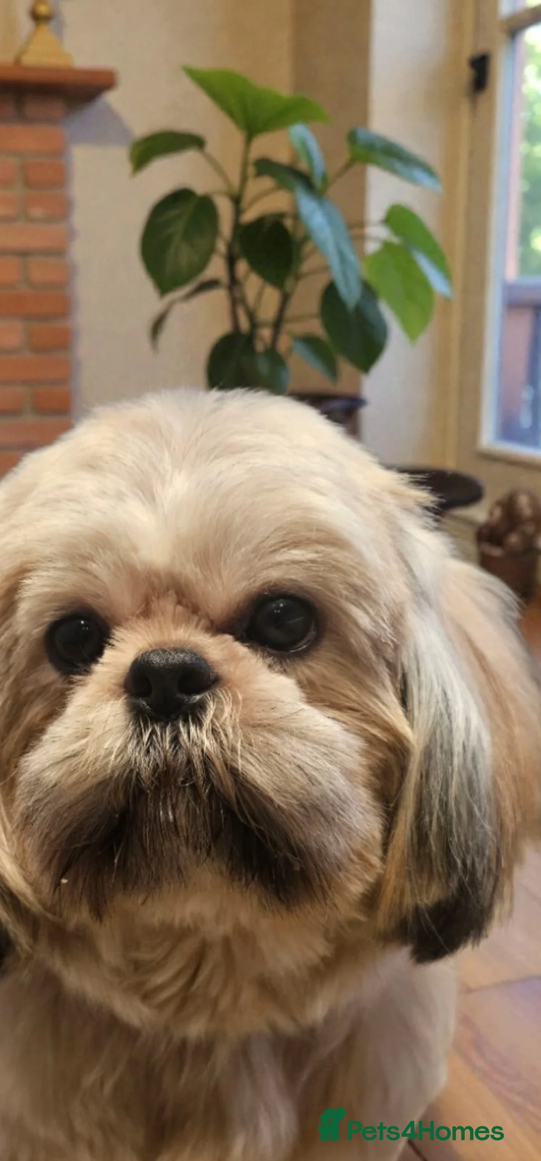 Shih Tzu dogs for sale: 💞TOP QUALITY 💞ADULT SHIH TZU 💞 - Advert 2